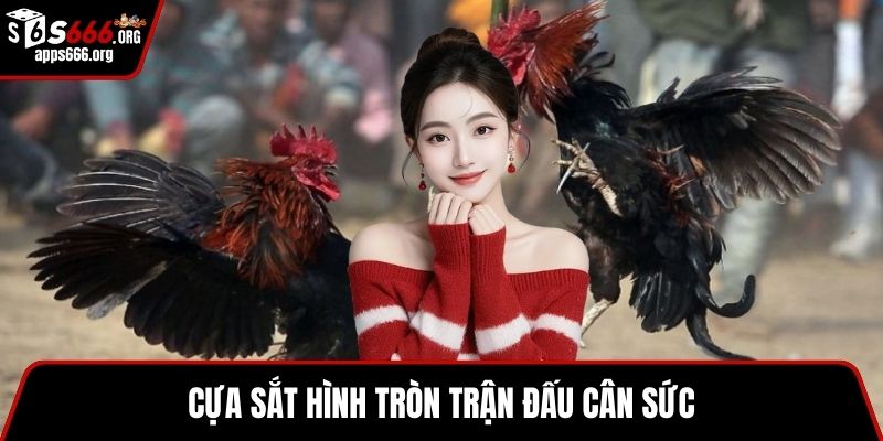 Đá Gà Cựa Sắt- Sức Hút Và Cách Đặt Cược Cực Hiệu Quả Cựa sắt hình tròn trận đấu cân sức