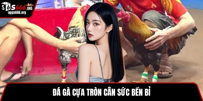 Đá Gà Trực Tuyến- Hướng Dẫn Tham Gia Và Thể Loại Hay Đá gà cựa tròn cân sức bền bỉ