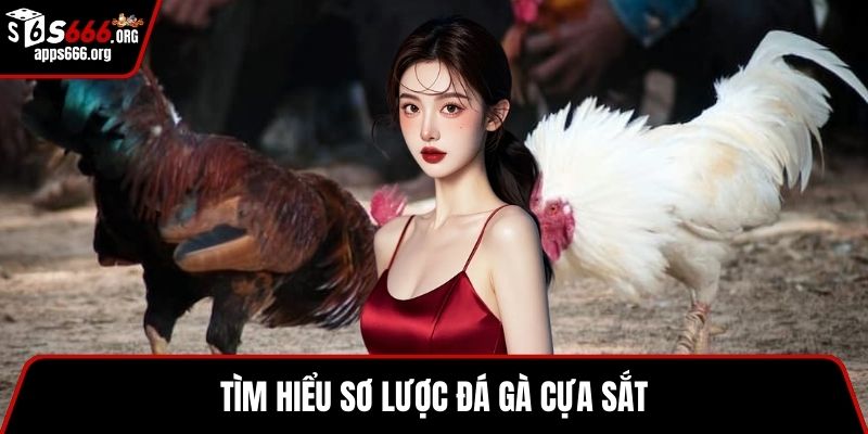 Đá Gà Cựa Sắt- Sức Hút Và Cách Đặt Cược Cực Hiệu Quả Tìm hiểu sơ lược đá gà cựa sắt