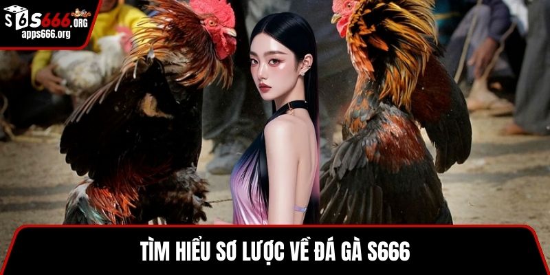 Tìm hiểu sơ lược về đá gà S666